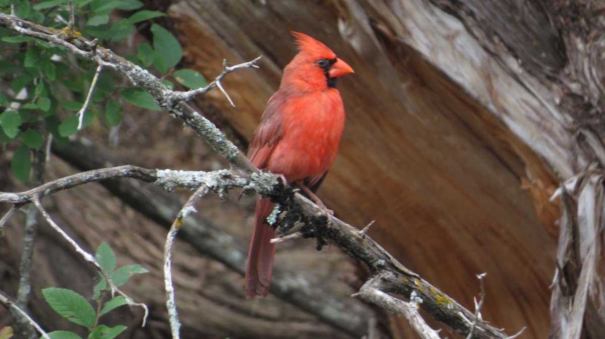 Northern Cardinal - James P.