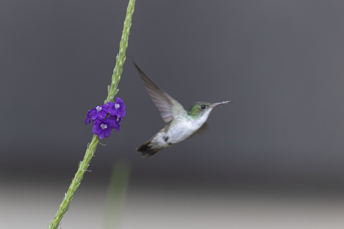 White-bellied Emerald - ML619424953