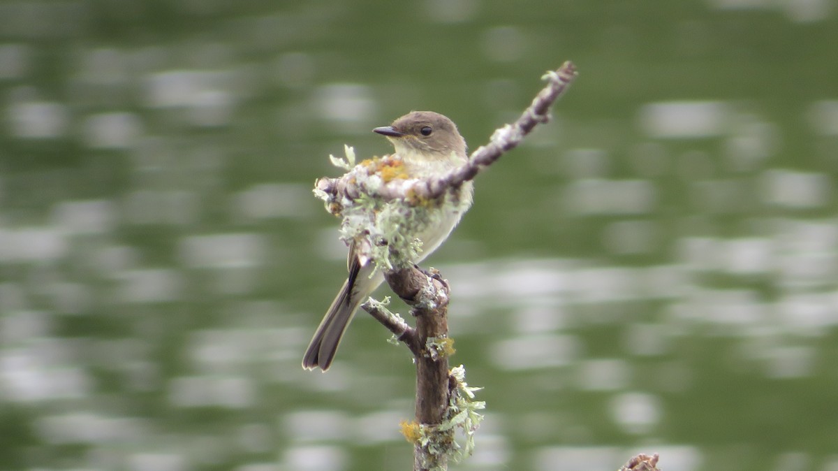 Eastern Phoebe - James P.