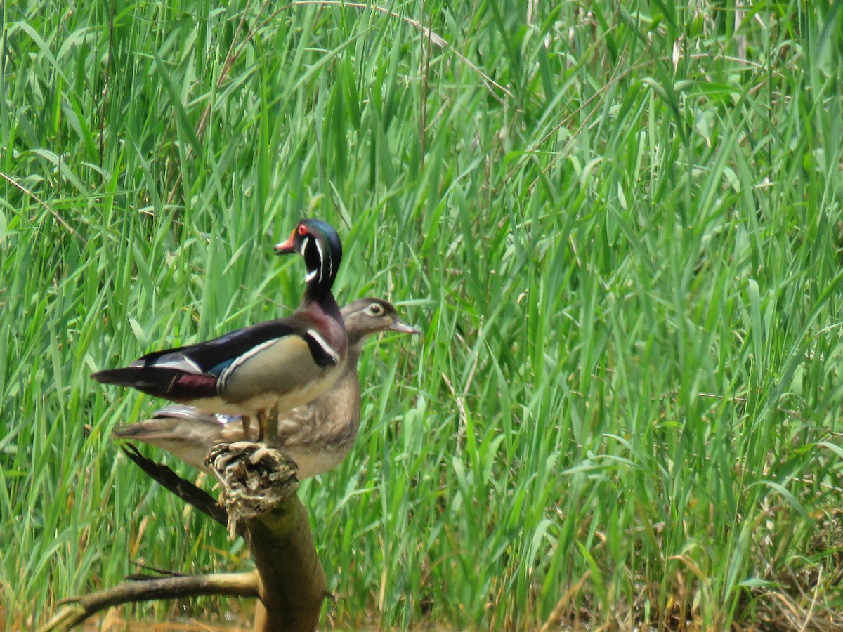 Wood Duck - ML619424963