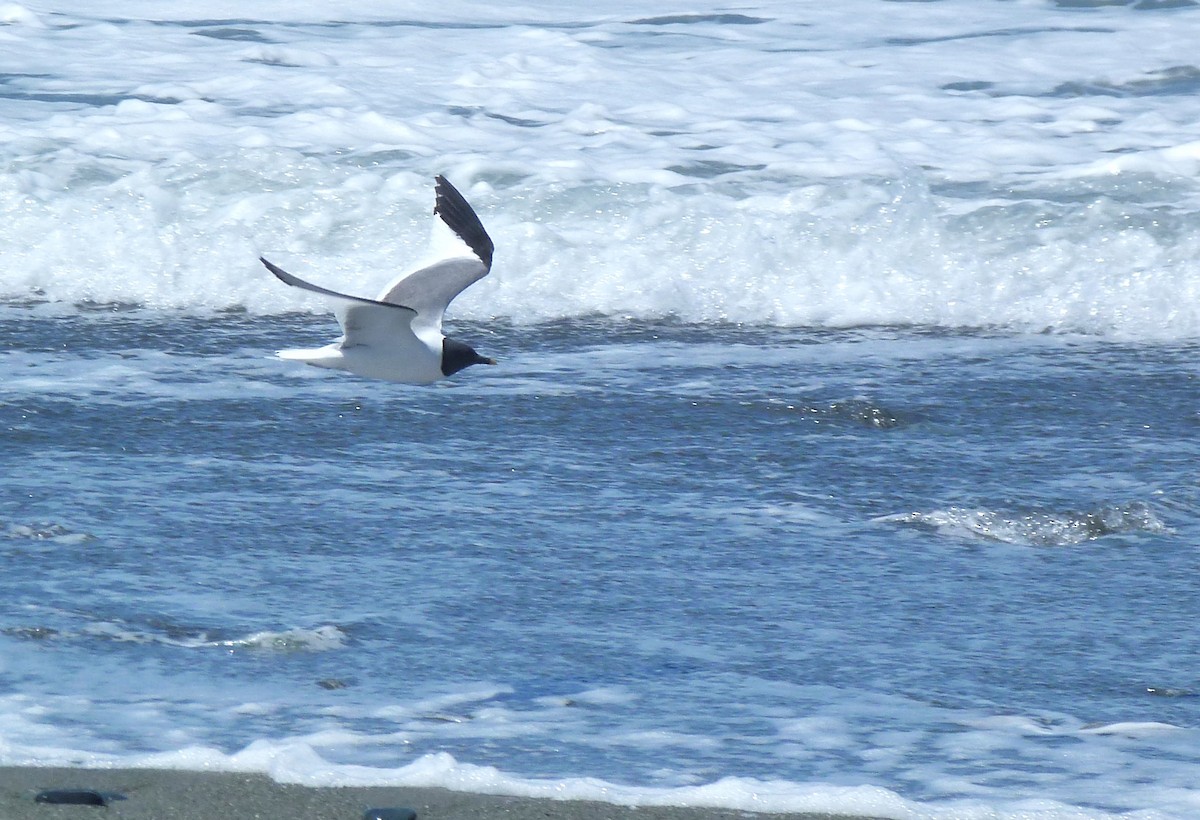 Sabine's Gull - Tony Kurz