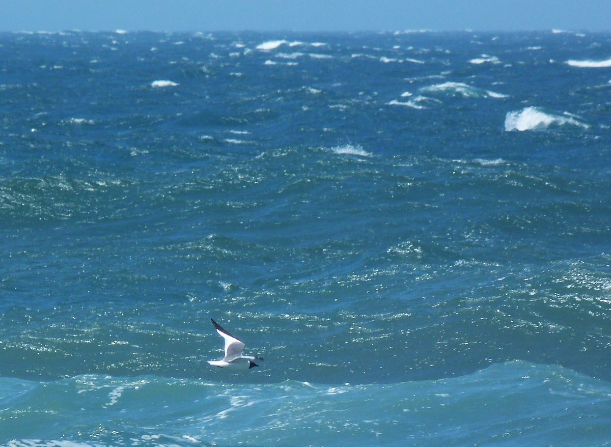 Sabine's Gull - Tony Kurz