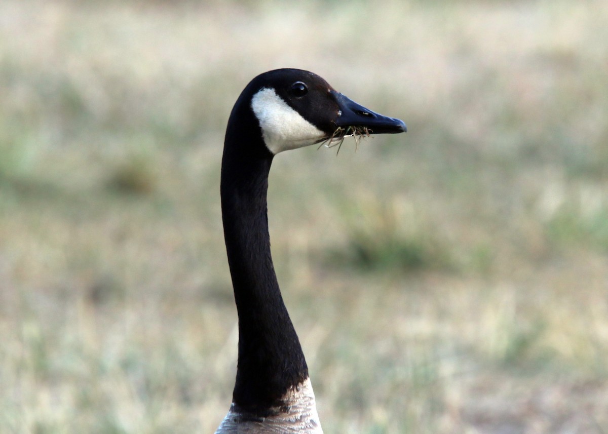 Canada Goose - William Clark
