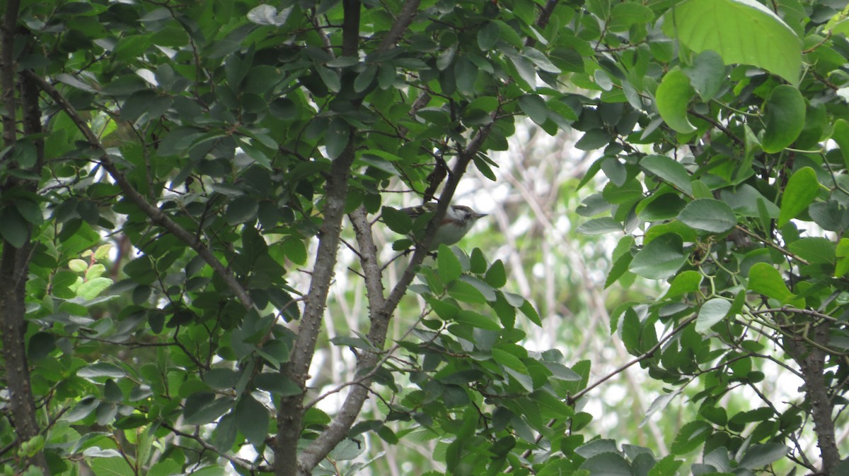 Chestnut-sided Warbler - James P.