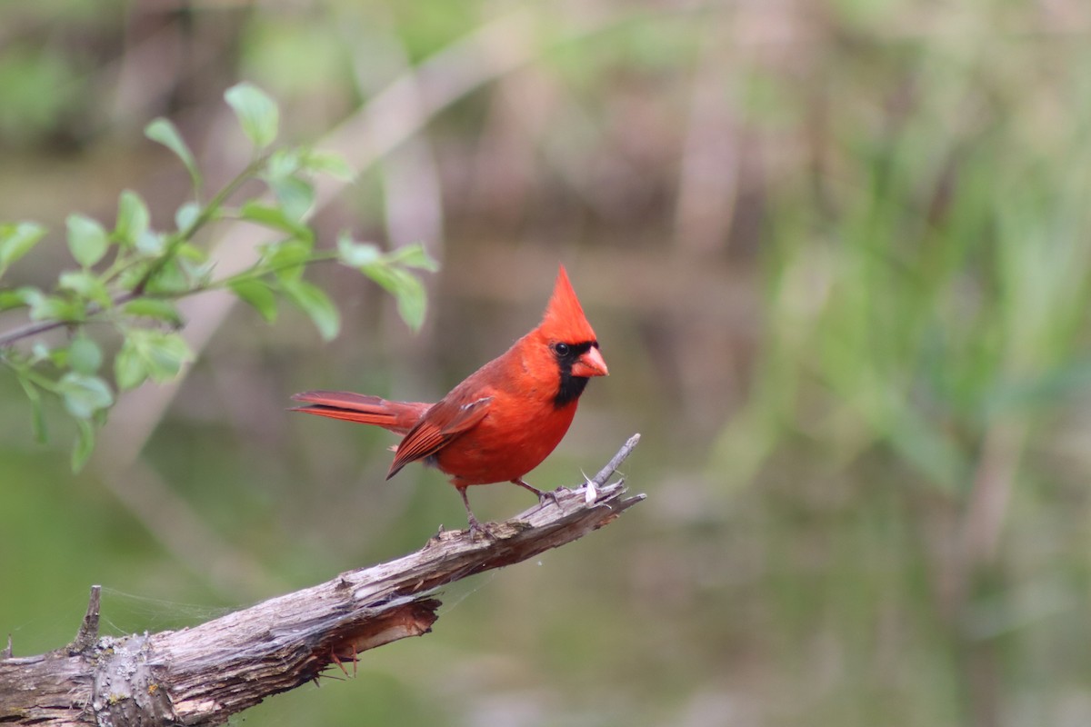 Northern Cardinal - Cory Ruchlin