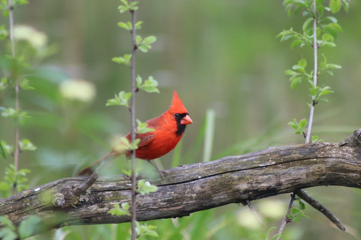 Cardinal rouge - ML619424982