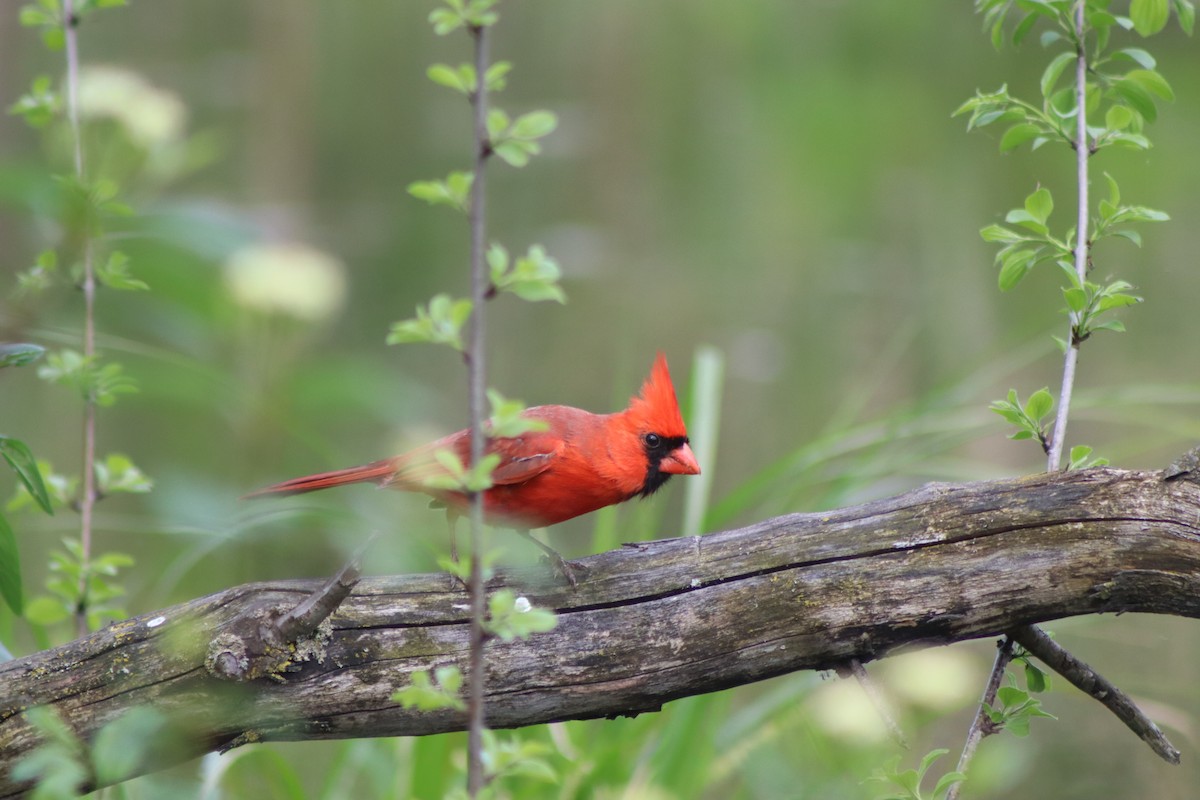 Cardinal rouge - ML619424983