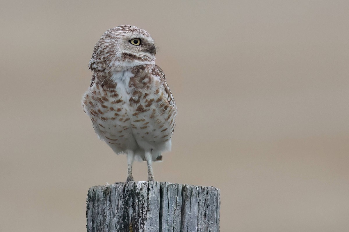 Burrowing Owl - Steve Parker