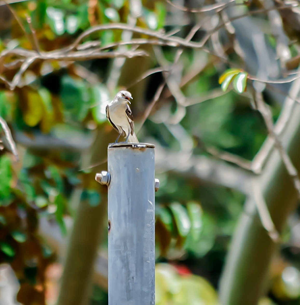 Northern Mockingbird - Michel M.Izquierdo