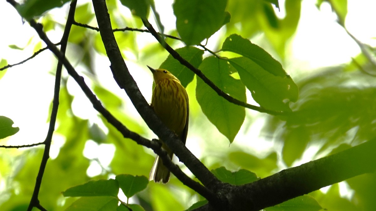 Yellow Warbler - Betty Beckham