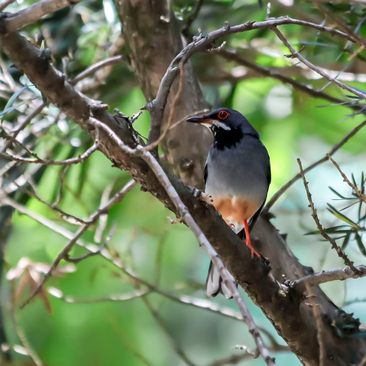 Red-legged Thrush - Michel M.Izquierdo