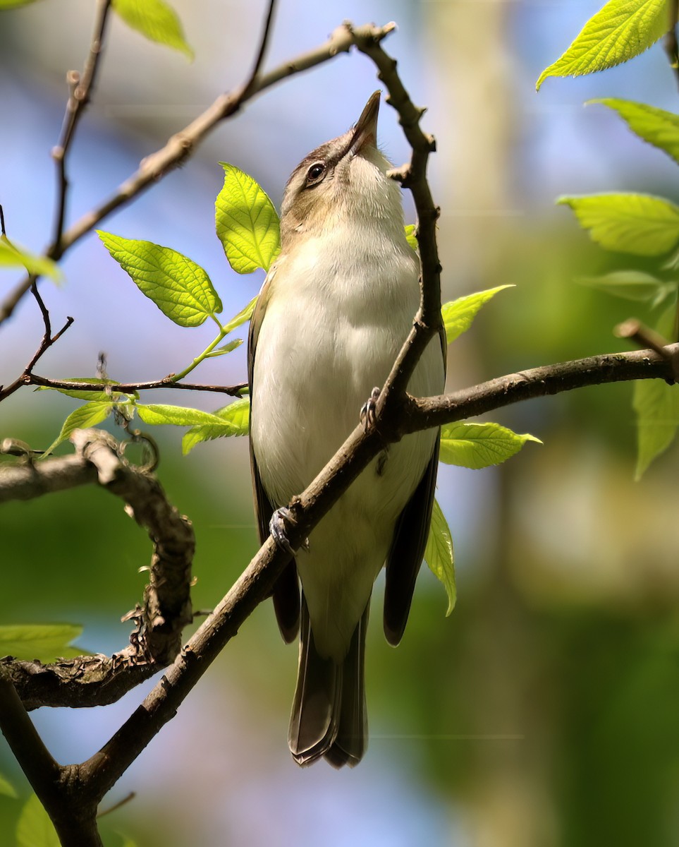 Red-eyed Vireo - Charlotte Byers