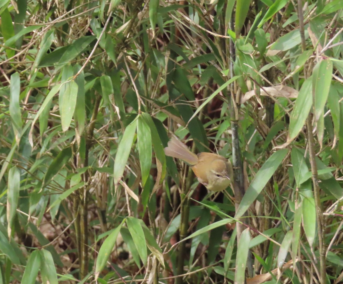 Aberrant Bush Warbler (Perplexing) - ML619425000