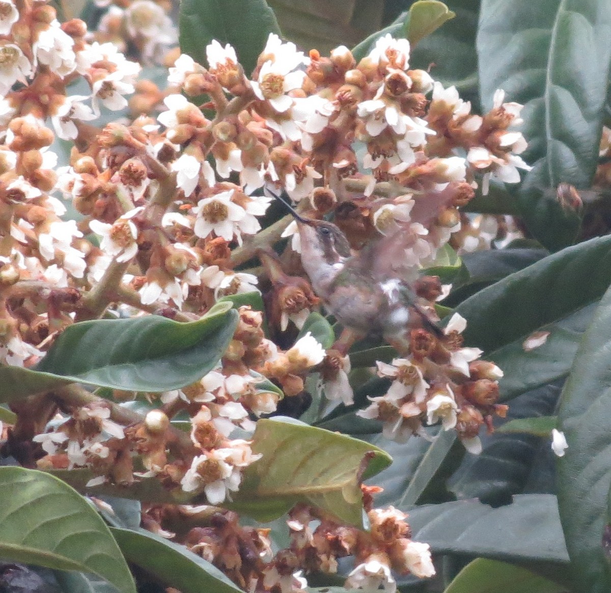 Rufous-shafted Woodstar - ML619425006