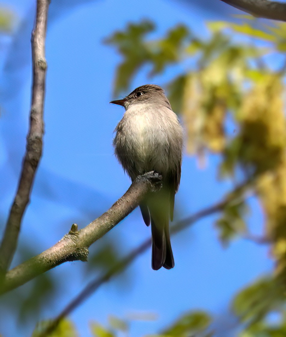 Eastern Wood-Pewee - Charlotte Byers