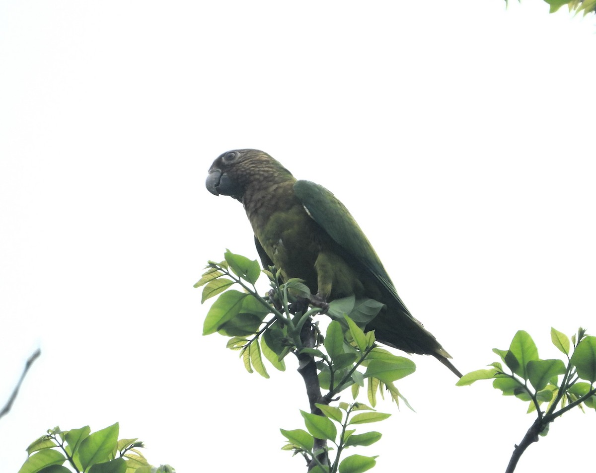 Brown-throated Parakeet - Jose Fernando Sanchez O.