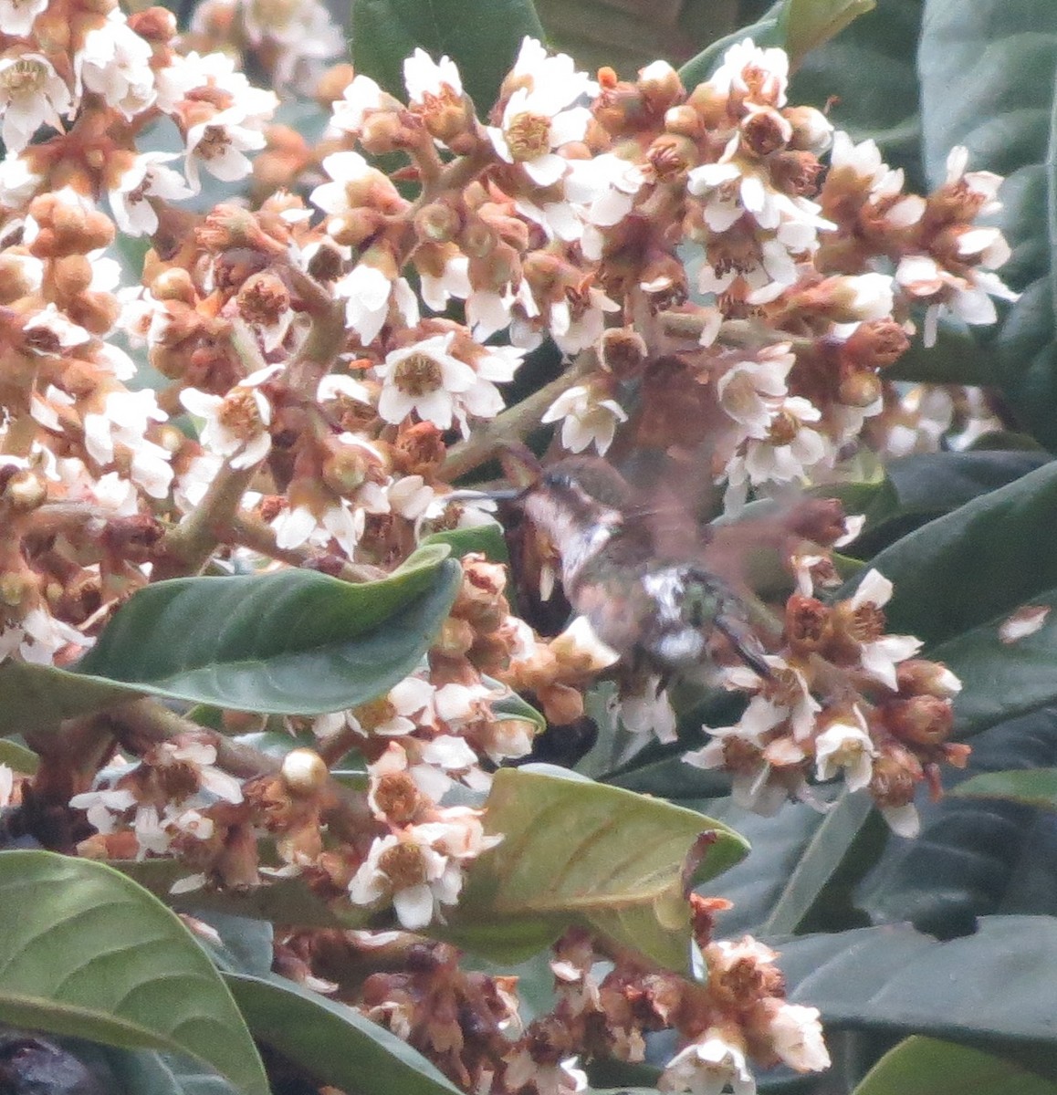 Rufous-shafted Woodstar - ML619425017