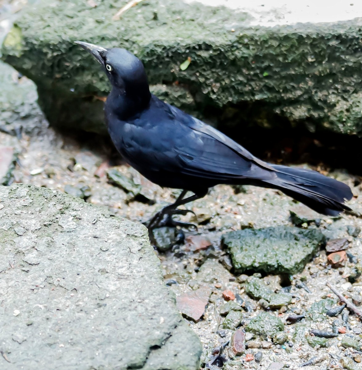 Greater Antillean Grackle - ML619425021