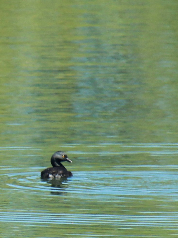 Least Grebe - Zoe Diacou