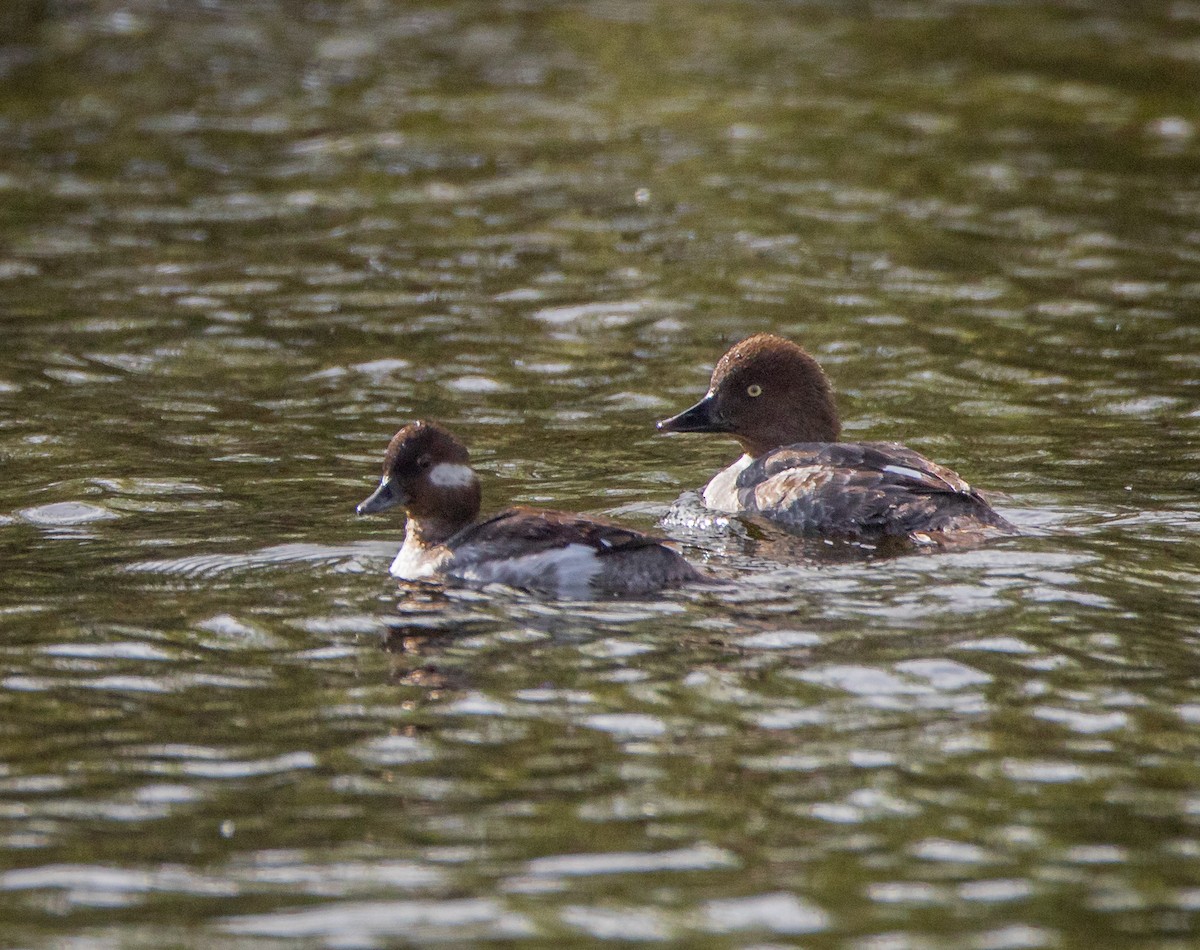 Common Goldeneye - ML619425030