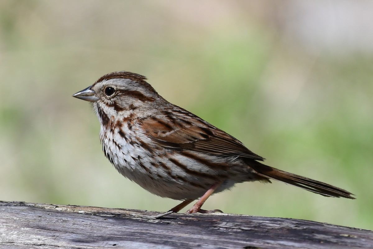 Song Sparrow - Michele Chartier