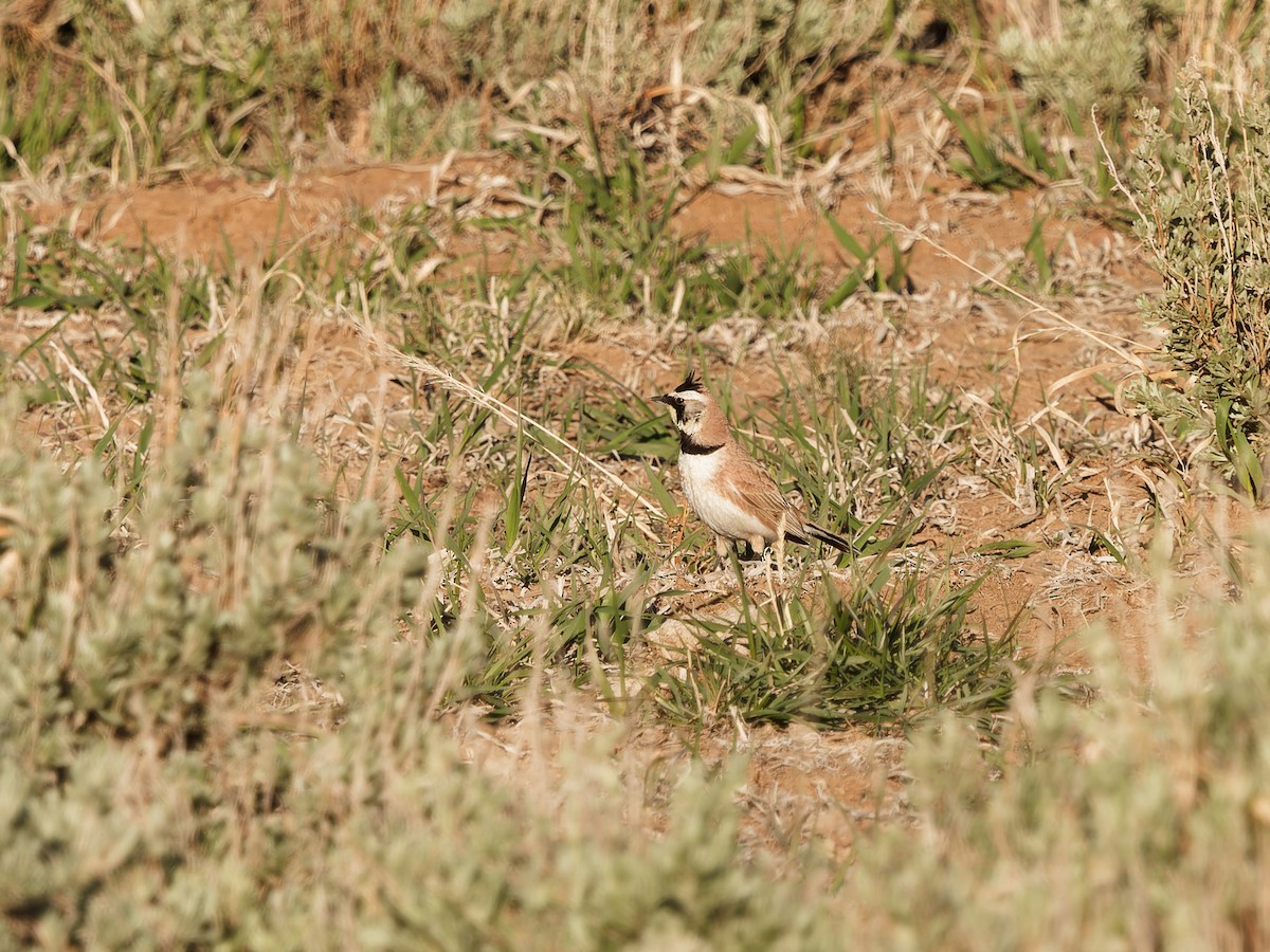 Horned Lark - Matthew Swoveland