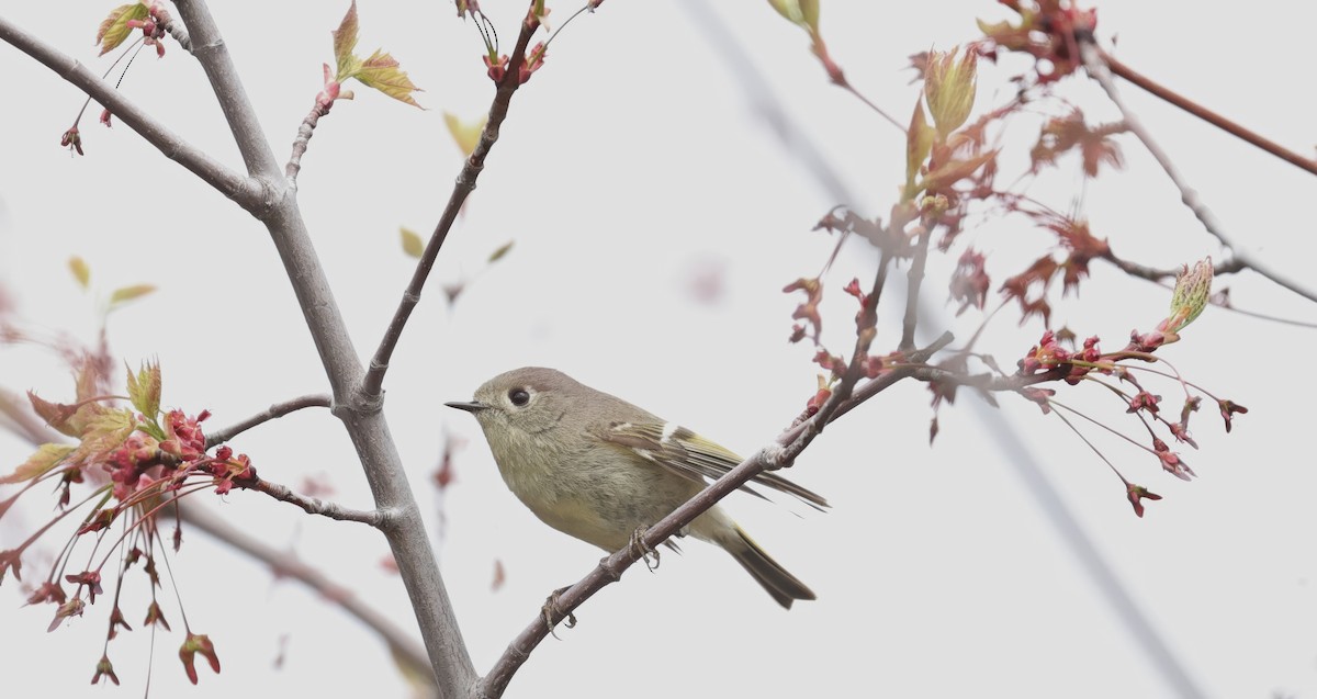 Ruby-crowned Kinglet - David Harrington