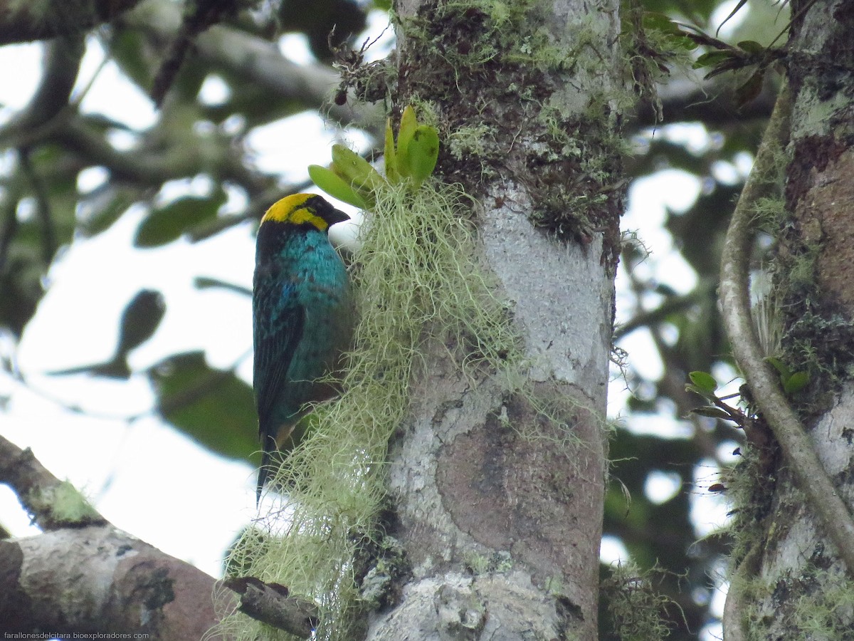 Saffron-crowned Tanager - Sebastián Berrío