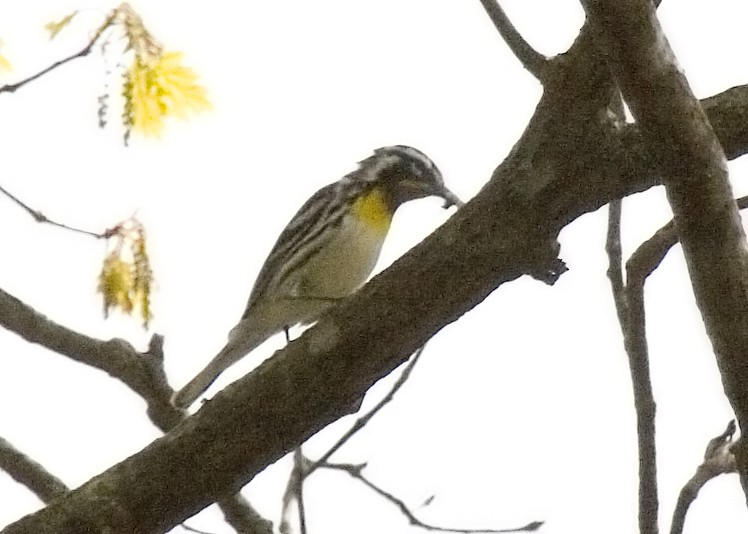 Yellow-throated Warbler - Rachel Holzman