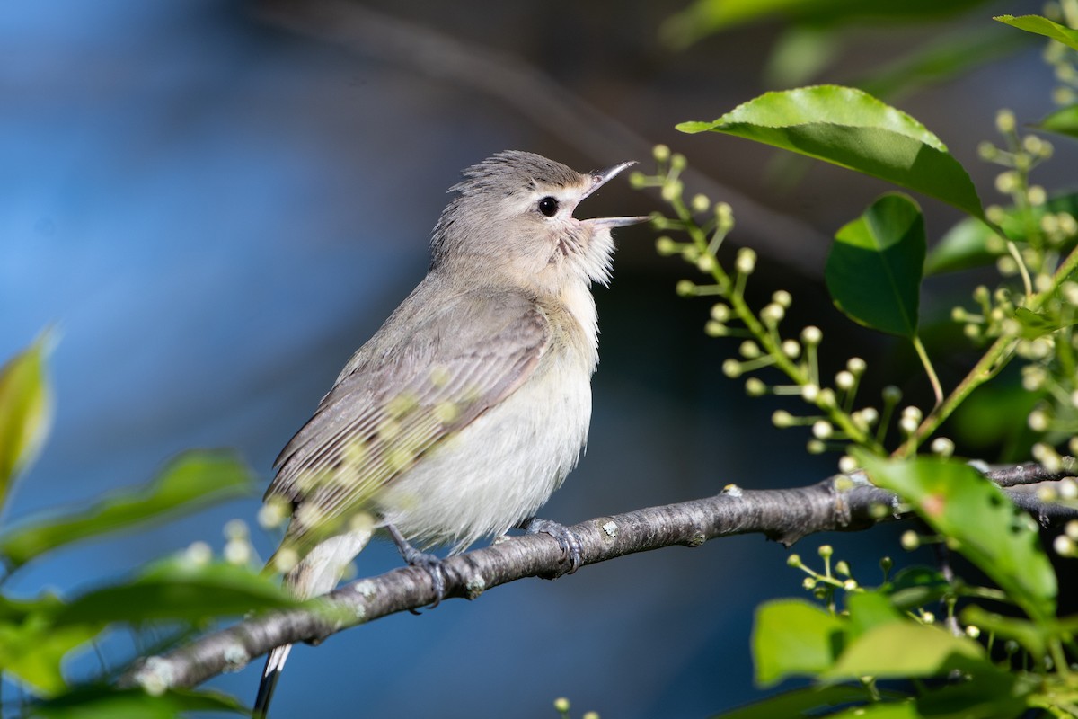 Vireo Gorjeador - ML619425062