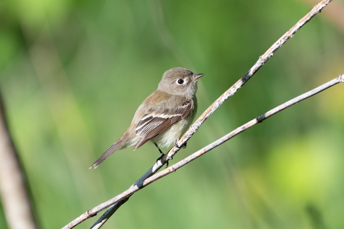 Least Flycatcher - Solomon Greene