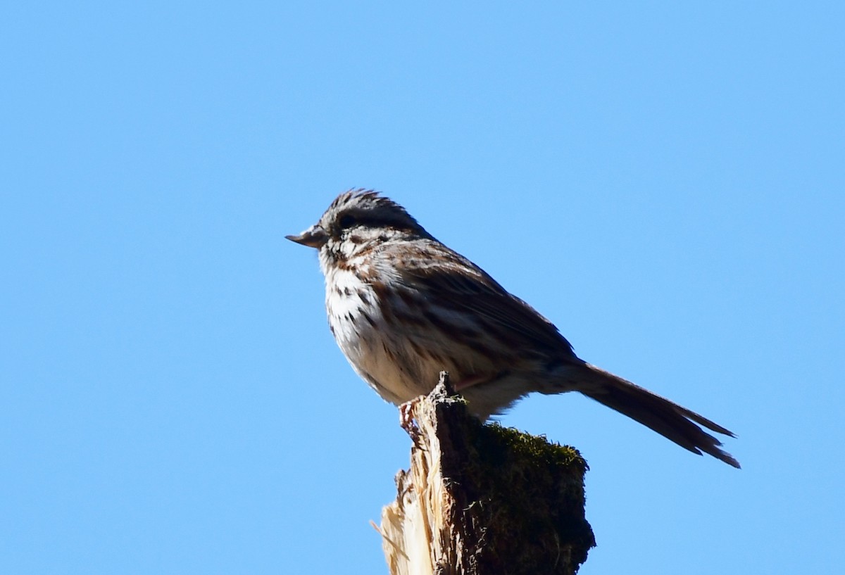 Song Sparrow - Michele Chartier