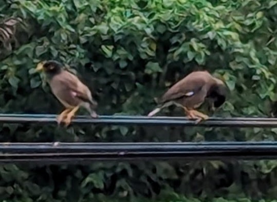 Common Myna - 建智 黃