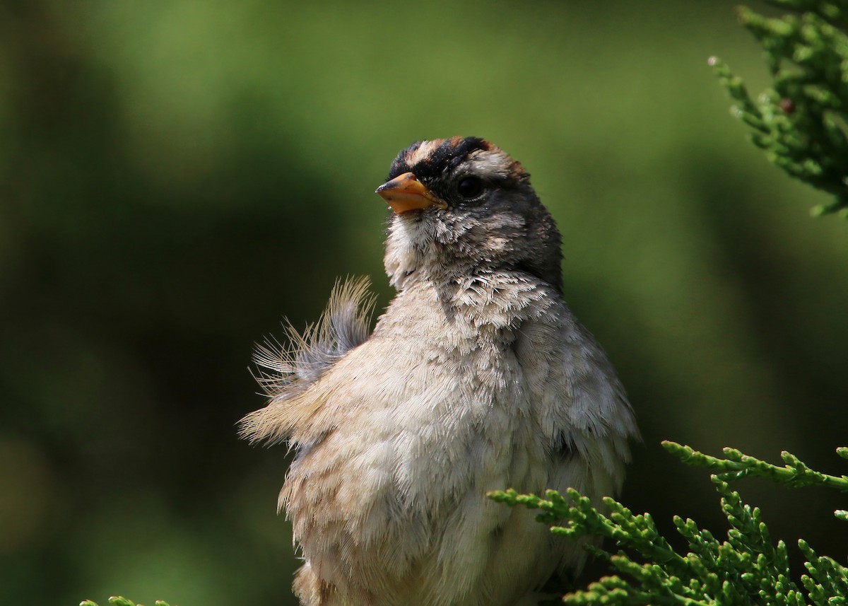 White-crowned Sparrow - William Clark