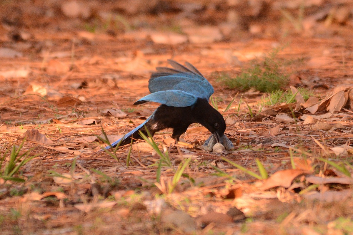 Yucatan Jay - Ragupathy Kannan