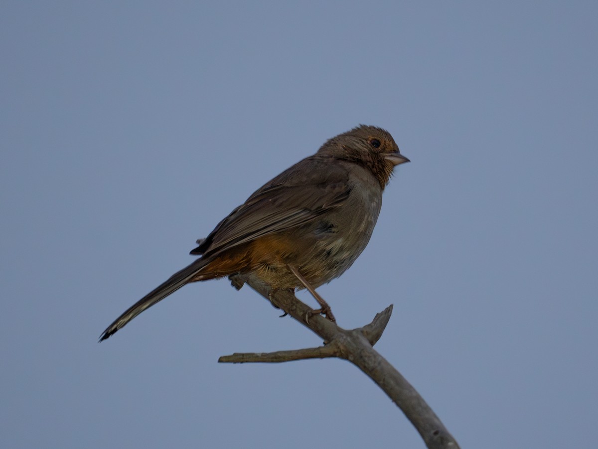 California Towhee - Richie Frerking