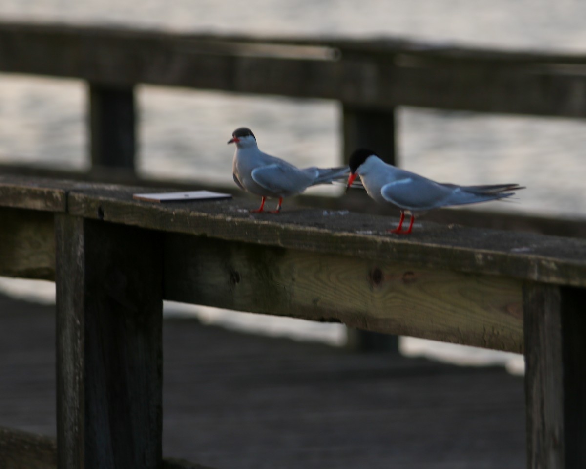 Common Tern - Tom Fesolowich