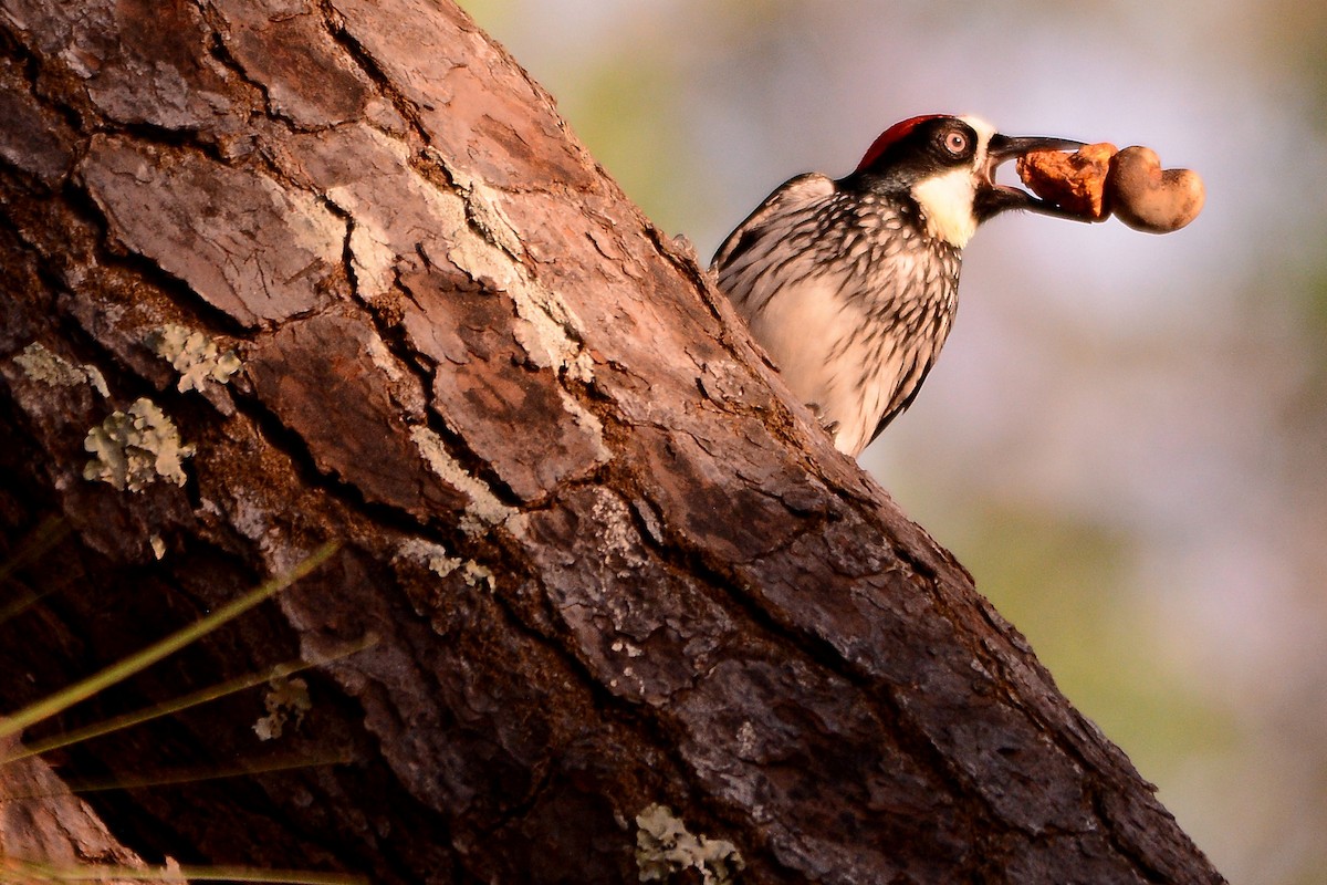 Acorn Woodpecker - Ragupathy Kannan