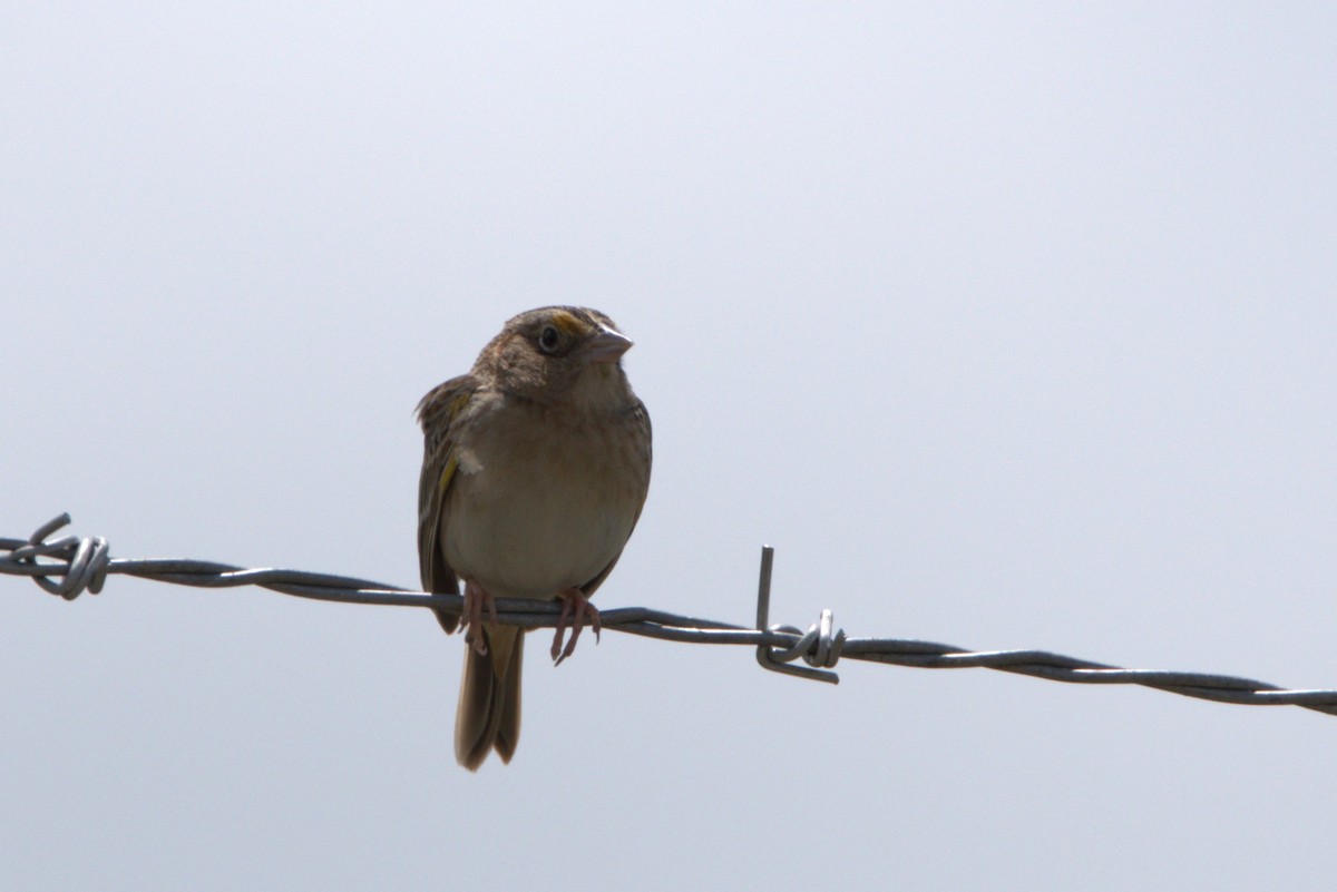 Grasshopper Sparrow - Myles Quirion