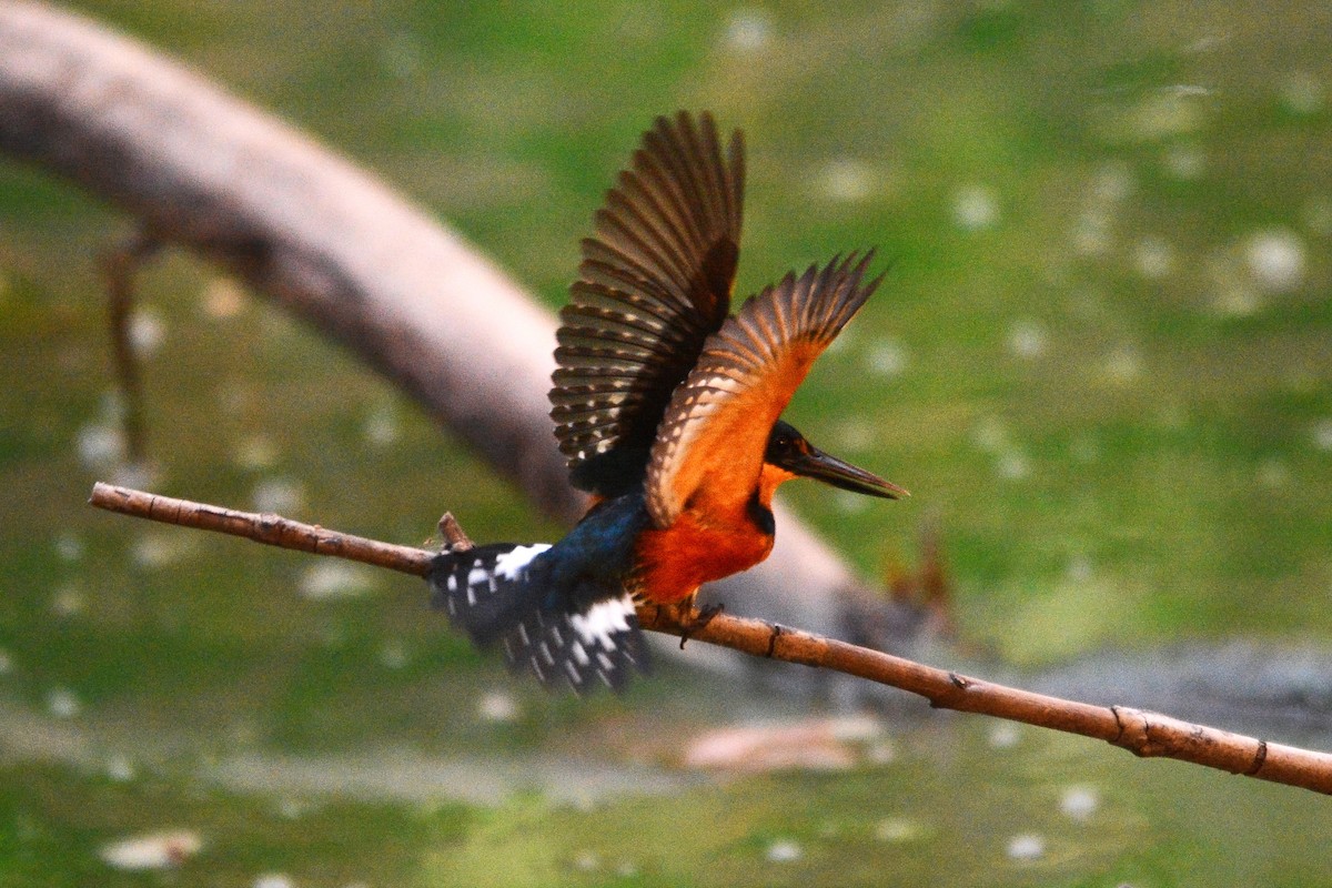 American Pygmy Kingfisher - Ragupathy Kannan
