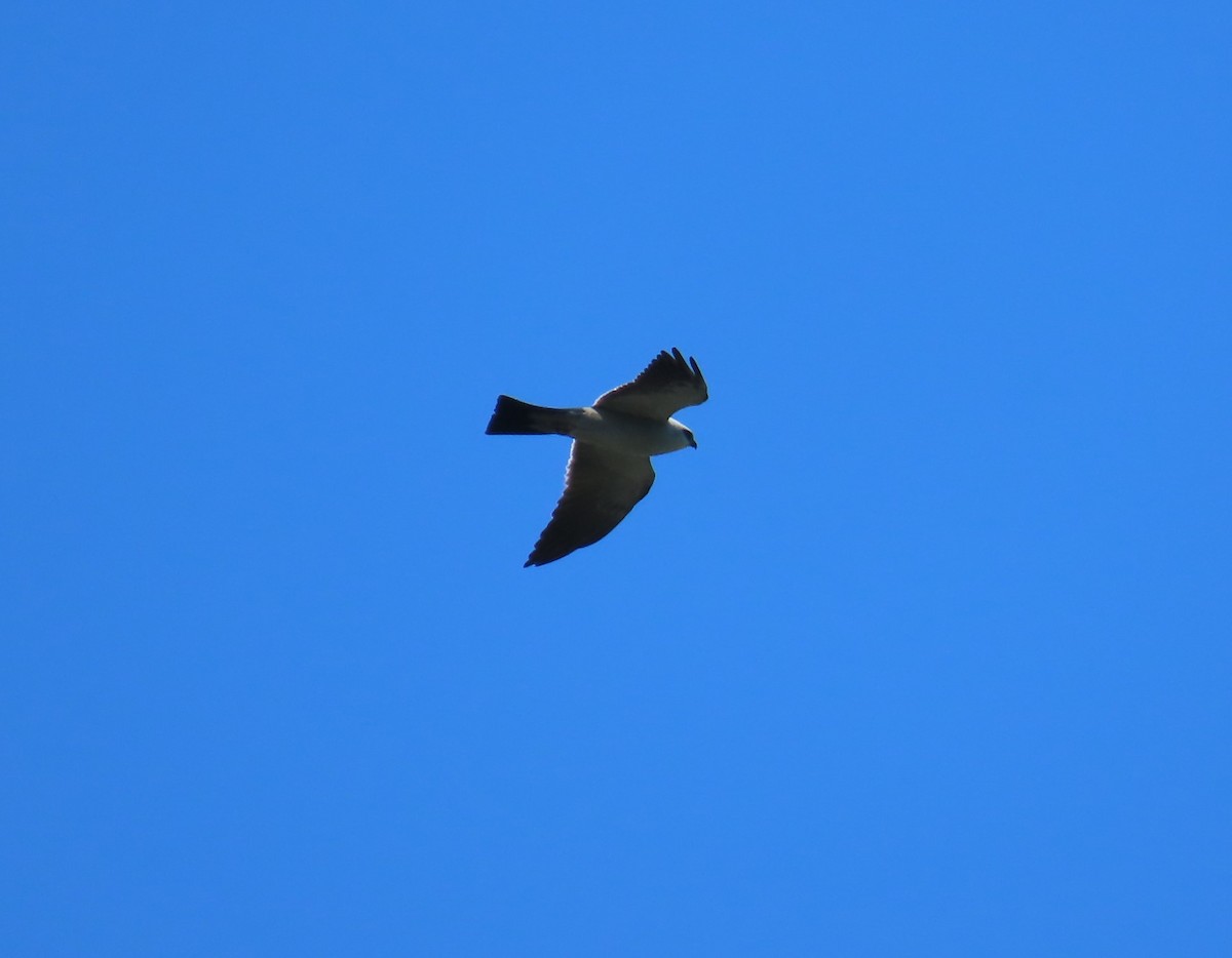 Mississippi Kite - Jon Selle