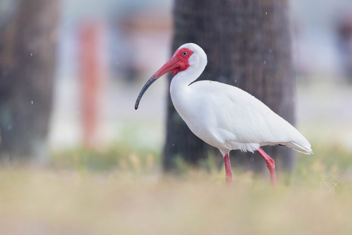 ibis bílý - ML619425131