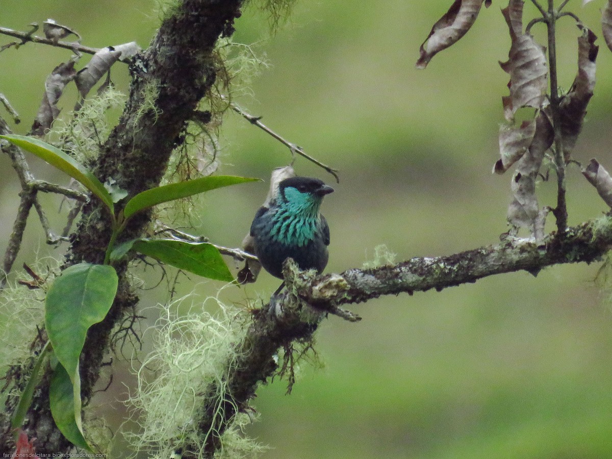 Black-capped Tanager - Sebastián Berrío