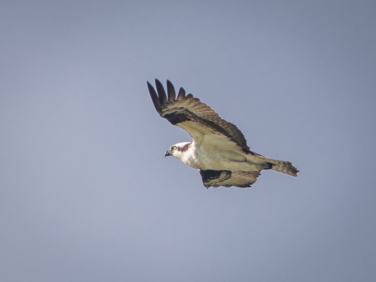 Águila Pescadora - ML619425143