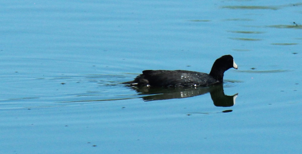 American Coot - Zoe Diacou