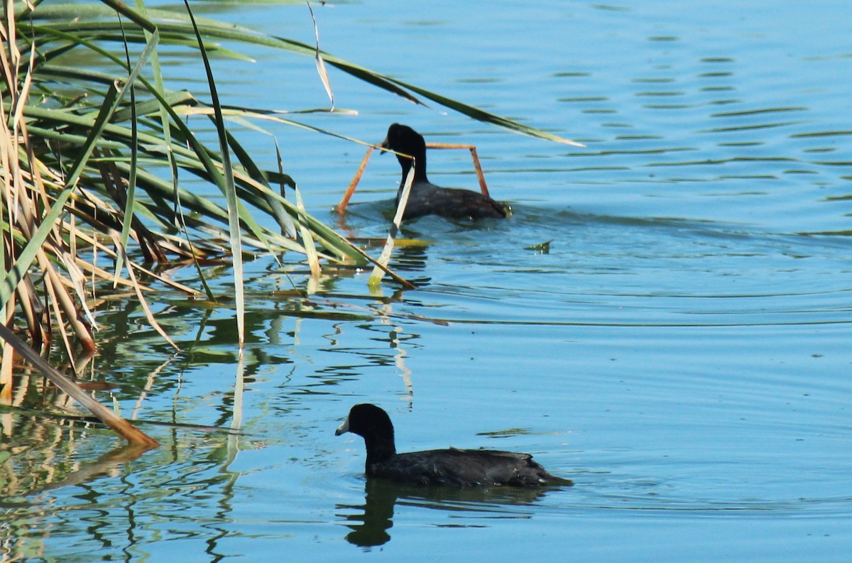 American Coot - Zoe Diacou