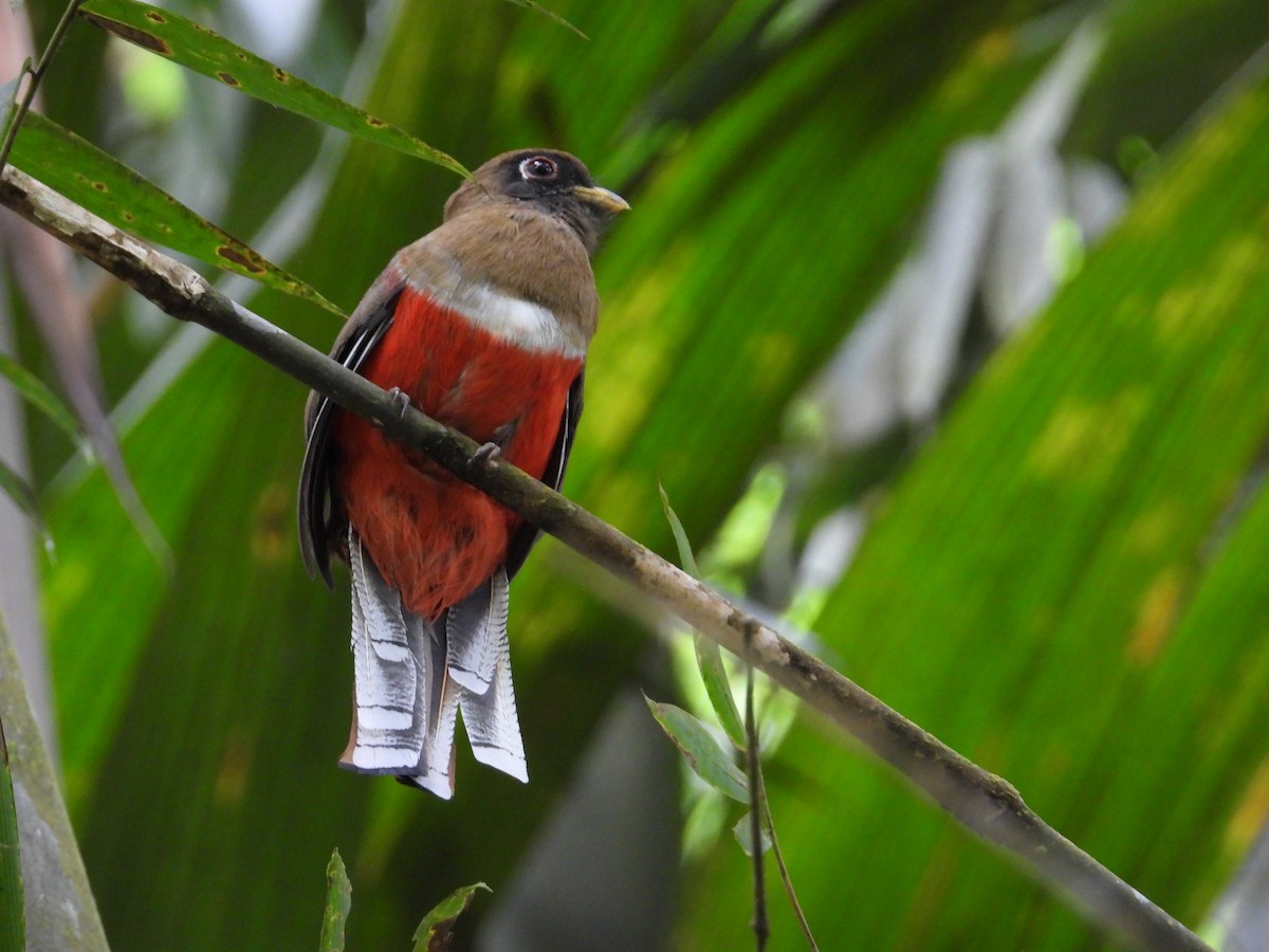 Collared Trogon - Francisco Sornoza