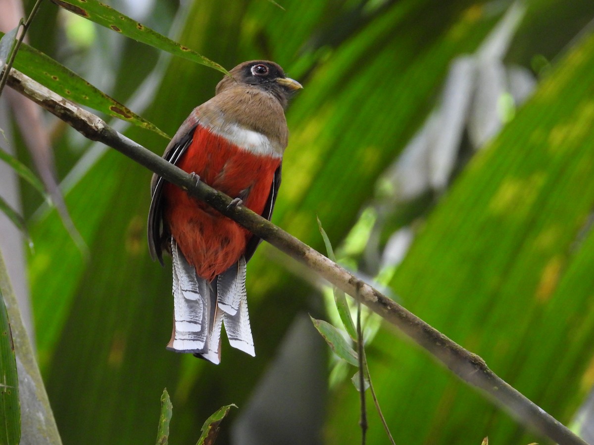 Collared Trogon - Francisco Sornoza