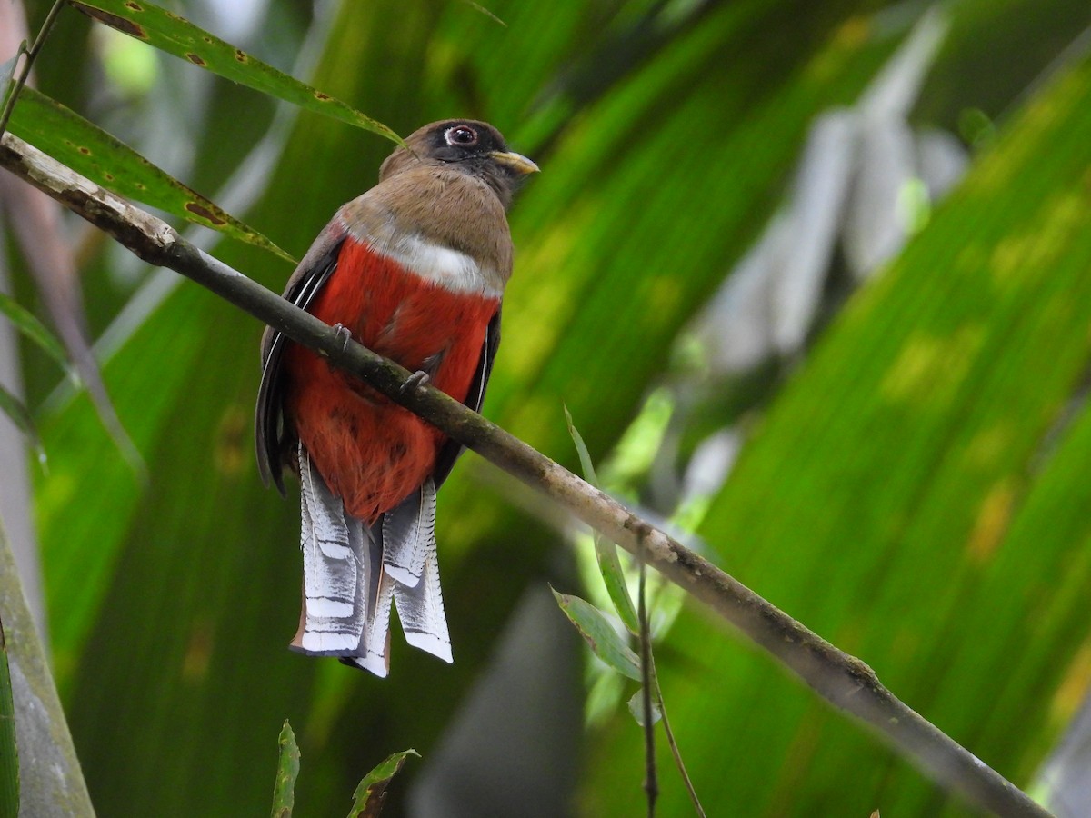 Collared Trogon - Francisco Sornoza