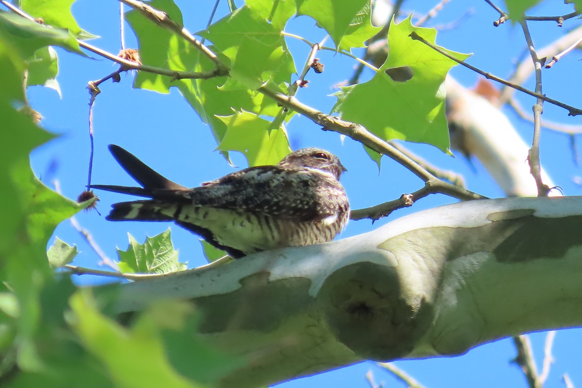 Common Nighthawk - Jon Selle